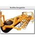RODILLO CULTIVADOR "KONGSKILDE" BAGÜES
