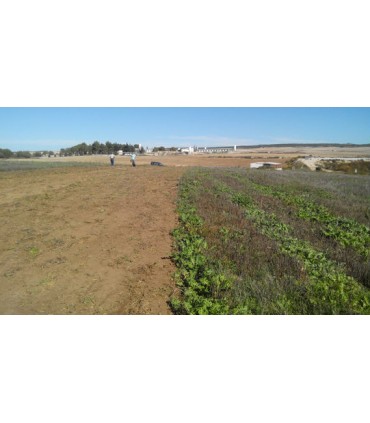 GRADA RÁPIDA BAGÜES